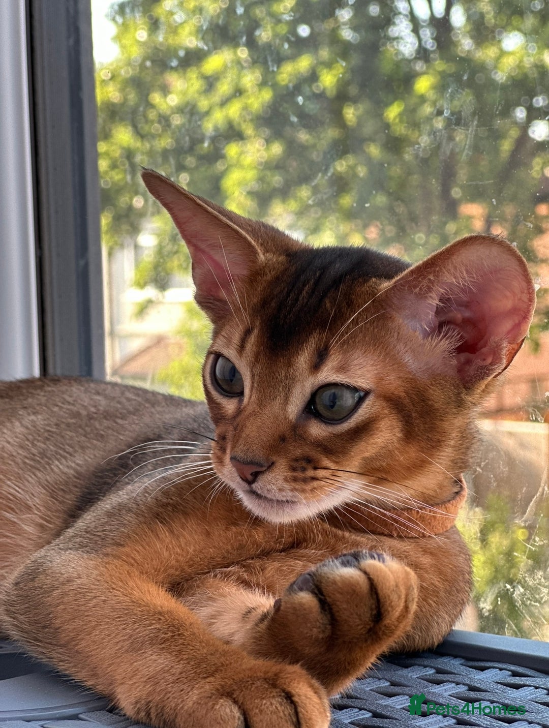 Abyssinian cats for sale: Last boy Ready to Go 😻💙 - Image 1