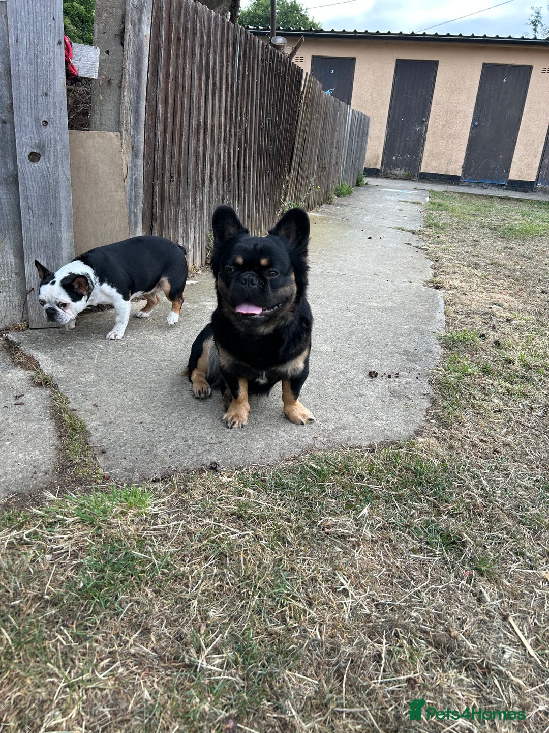 French Bulldog dogs for sale: Fluffy frenchie koba  - Image 3