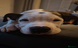 American Bulldog dogs for sale: Male American bulldog 13 week - Image 2