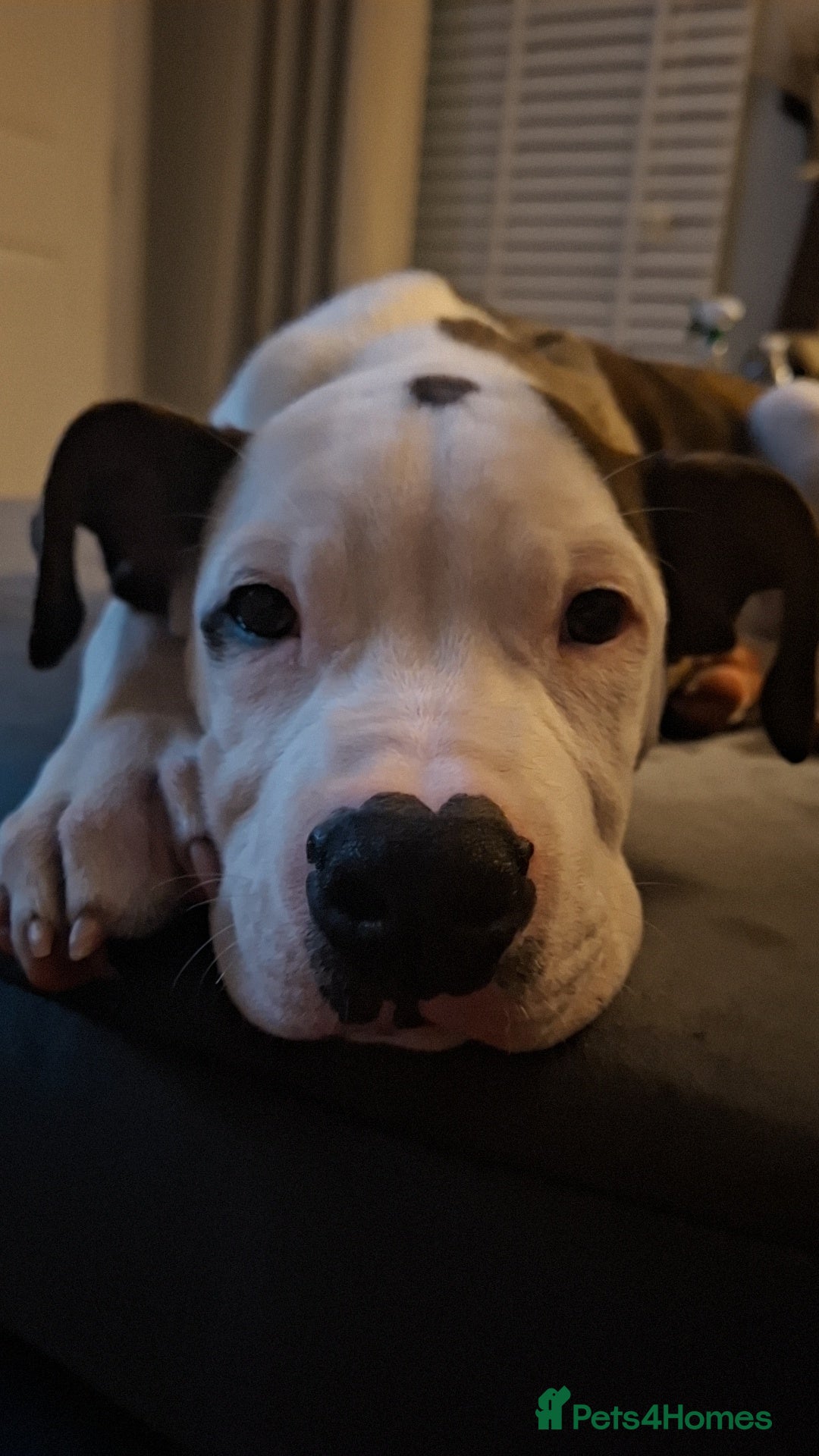 American Bulldog dogs for sale: Male American bulldog 13 week - Image 2