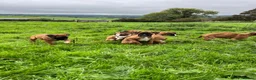 Boxer dogs for sale: Beautiful boxer puppies for sale.  in Londonderry - Advert 3