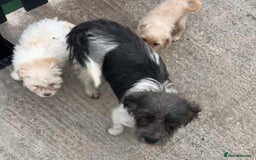 Mixed Breed dogs for sale: Jackapoo puppies - Image 13