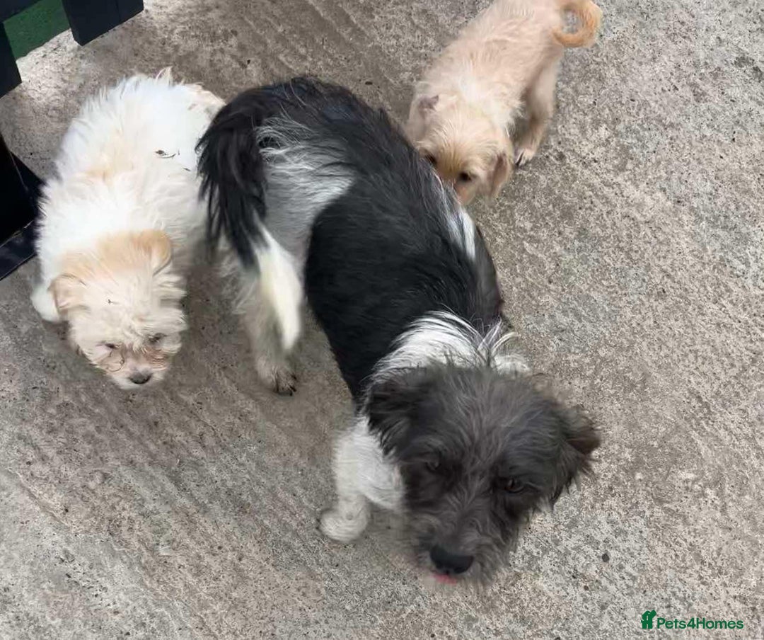 Mixed Breed dogs for sale: Jackapoo puppies - Image 13