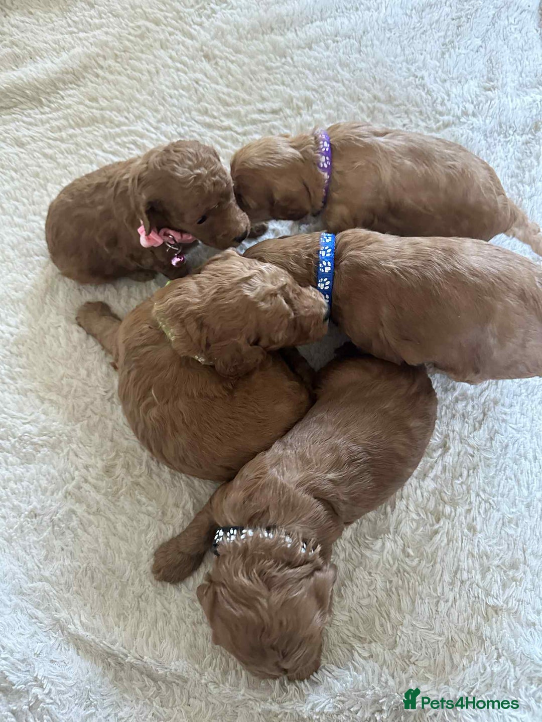 Cockapoo dogs for sale: Gorgeous F1b cockapoo puppies  - Advert 13