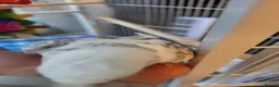 Cockatiels birds for sale: Female black and white Cockatiel for sale in London - Advert 15
