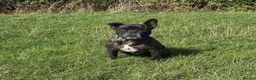 French Bulldog dogs for sale: Brindle female kennel club reg adult available  - Advert 7