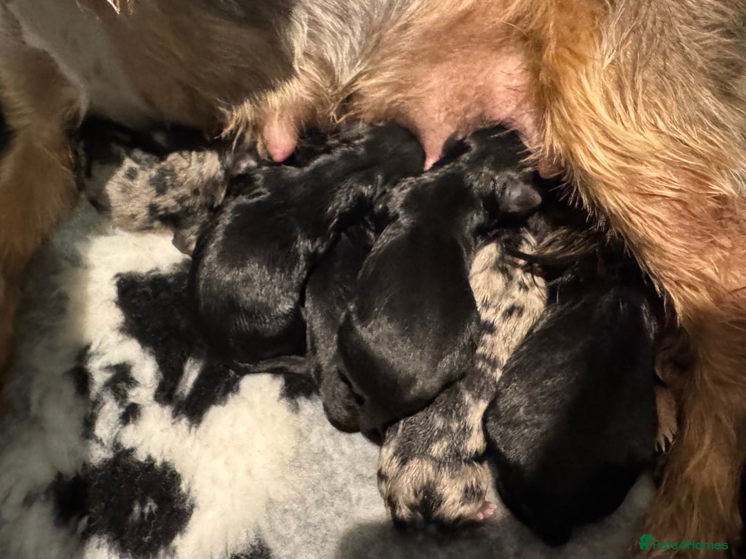 Mixed Breed dogs for sale: French yorkie (frorkie) puppies  - Image 15