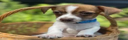 Jack Russell dogs for sale: Adorable mini Jack Russell babies  - Advert 16