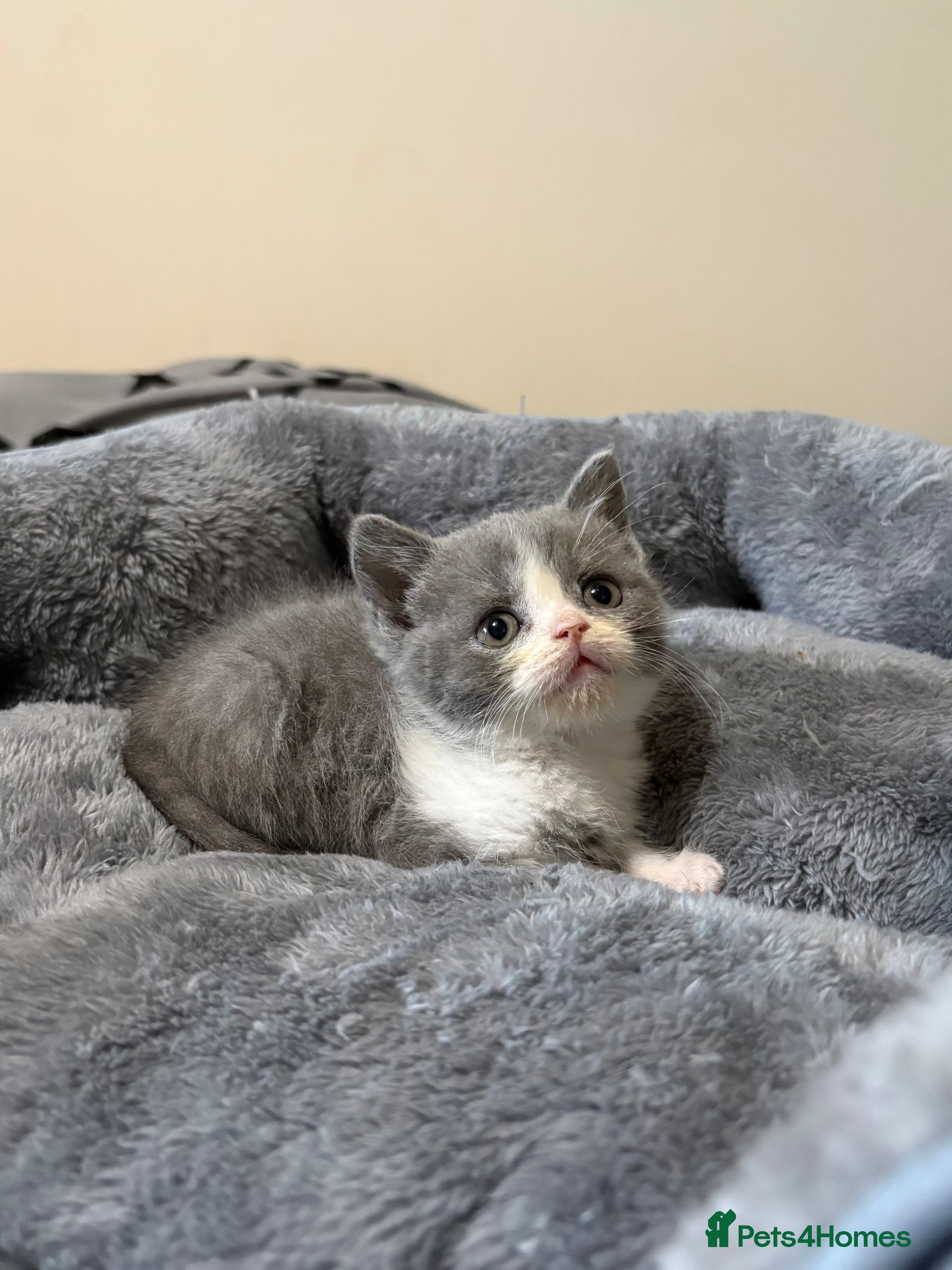 British Shorthair cats for sale: British Shorthair Kittens for Sale - Advert 2