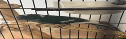 Parakeets birds for sale: Kakariki Babies  - Advert 4