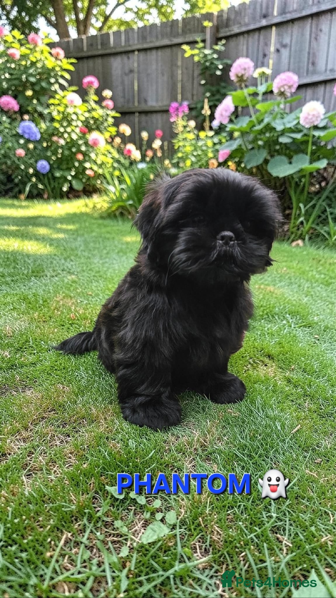 Shih Tzu dogs RARE BLACK STANDARD SHIH TZU WITH BLUE  SKIN - Advert 2