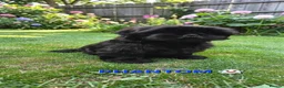 Shih Tzu dogs for sale: RARE BLACK STANDARD SHIH TZU WITH BLUE  SKIN - Advert 4