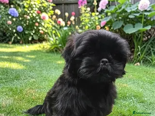 Shih Tzu dogs RARE BLACK STANDARD SHIH TZU WITH BLUE SKIN - Advert 2