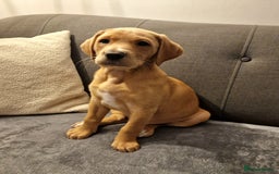 Mixed Breed dogs for sale: Labrador Cross Pups - Image 17