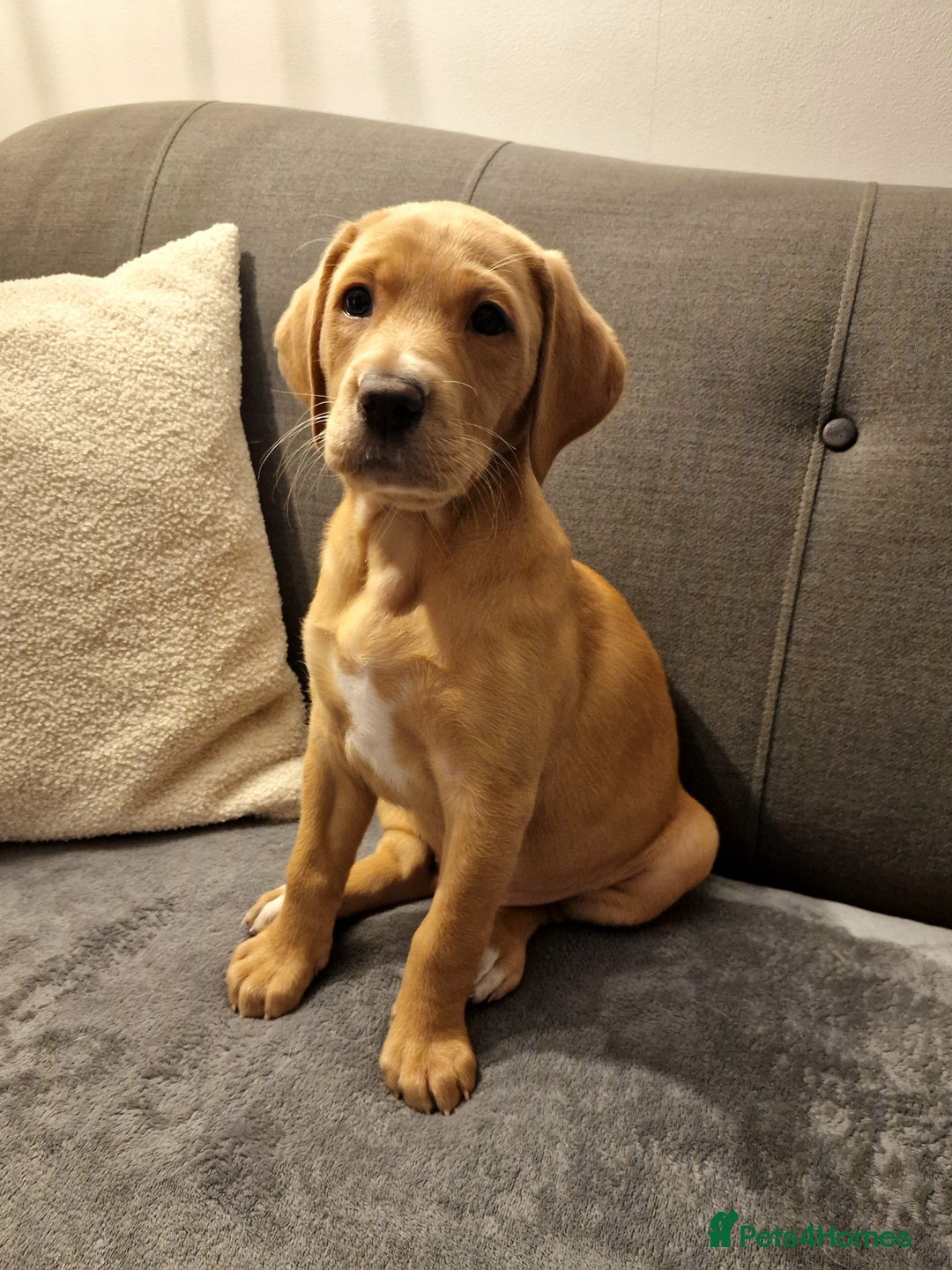 Mixed Breed dogs for sale: Labrador Cross Pups - Image 17