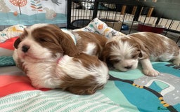 Cavalier King Charles Spaniel dogs for sale: Fully health tested CKCS 🐶💙🐾 - Image 8