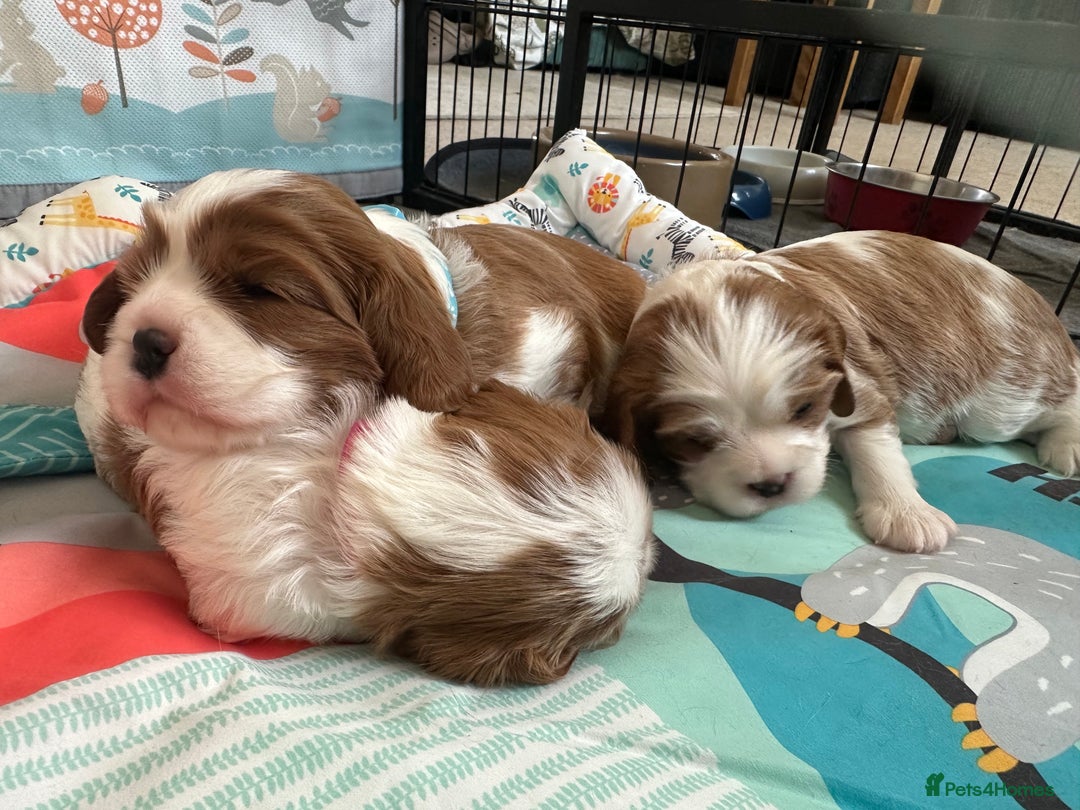 Cavalier King Charles Spaniel dogs for sale: Fully health tested CKCS 🐶💙🐾 - Image 8
