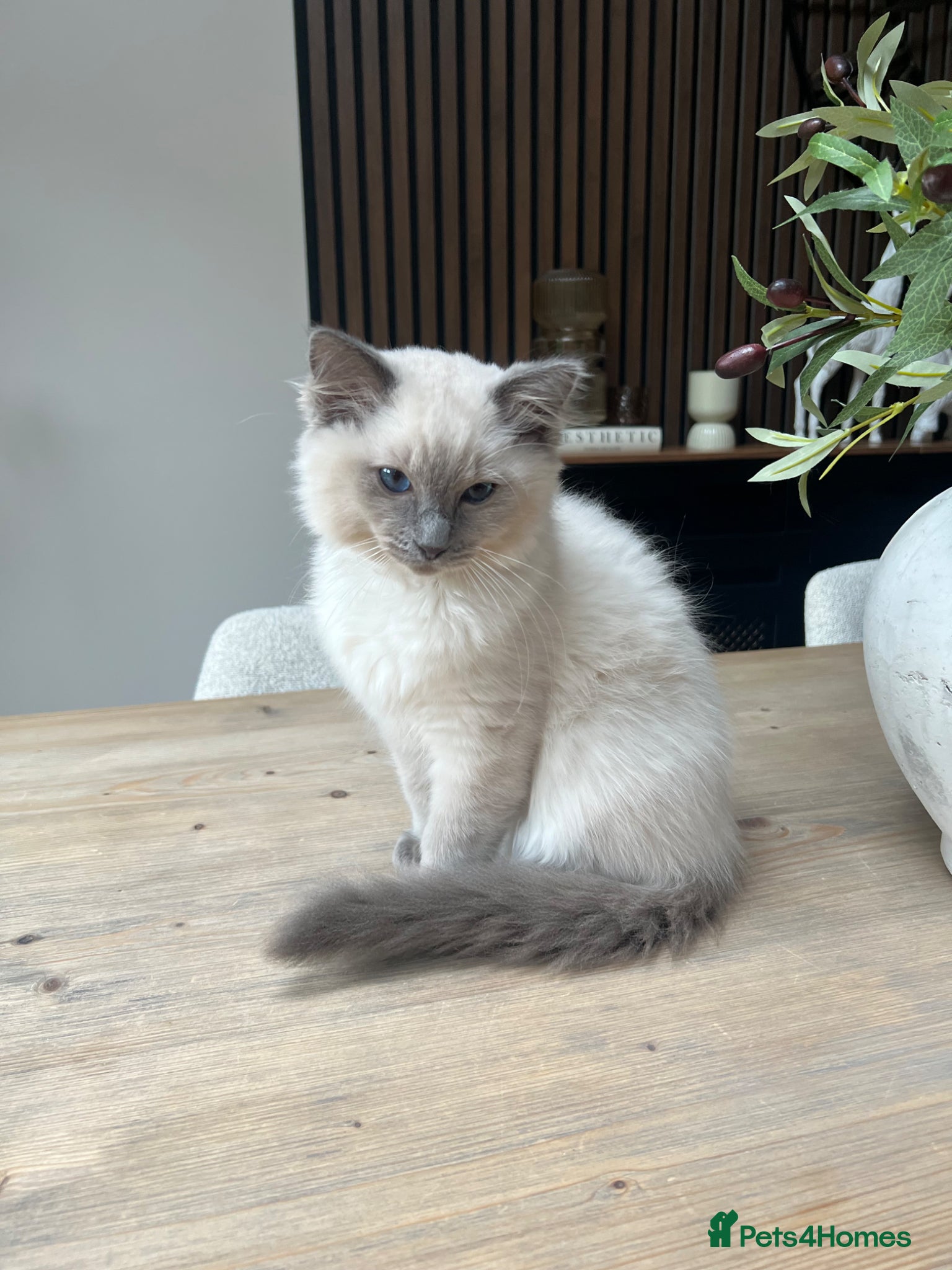 Ragdoll cats  Ragdoll male kitten  - Advert 5