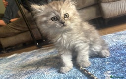 Persian cats for sale: Last Boy! Persian Ragdoll Kittens  - Image 16