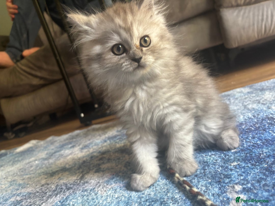 Persian cats for sale: Last Boy! Persian Ragdoll Kittens  - Image 16