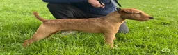Mixed Breed dogs for sale: Lakeland x patterdale (fell) pups - Advert 5
