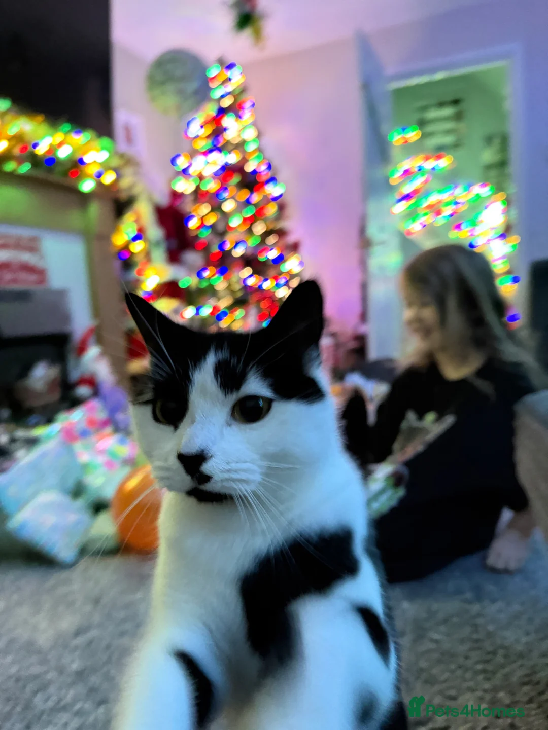 Mixed Breed cats for sale: Mum & Son - Advert 2