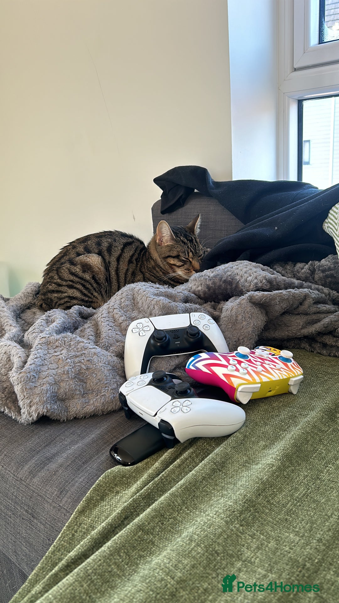 Mixed Breed cats for sale: 6 month old tabby kitten - Advert 5