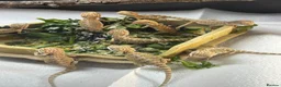 Bearded Dragon reptiles for sale: Baby Bearded dragons £50 each - Advert 13