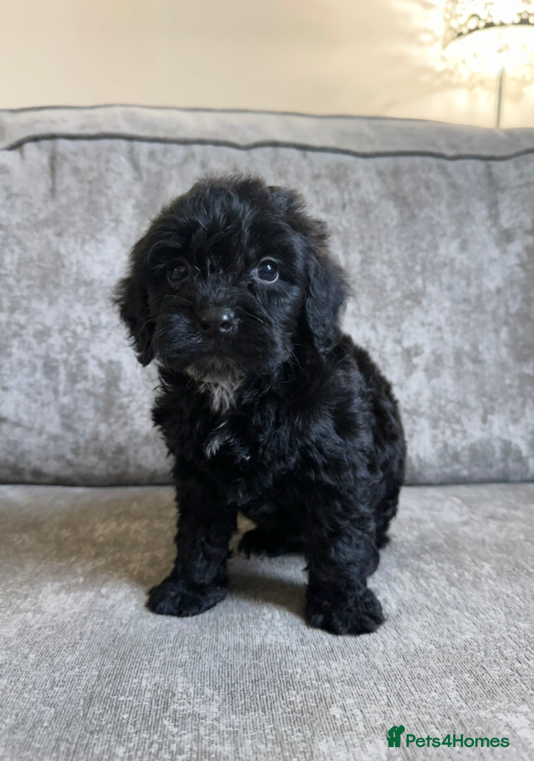 Cockapoo dogs for sale: Cockapoos looking for forever homes - Advert 5