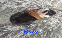 Guinea Pig rodents for sale: 3 male and 1 female baby guinea pigs  - Image 9