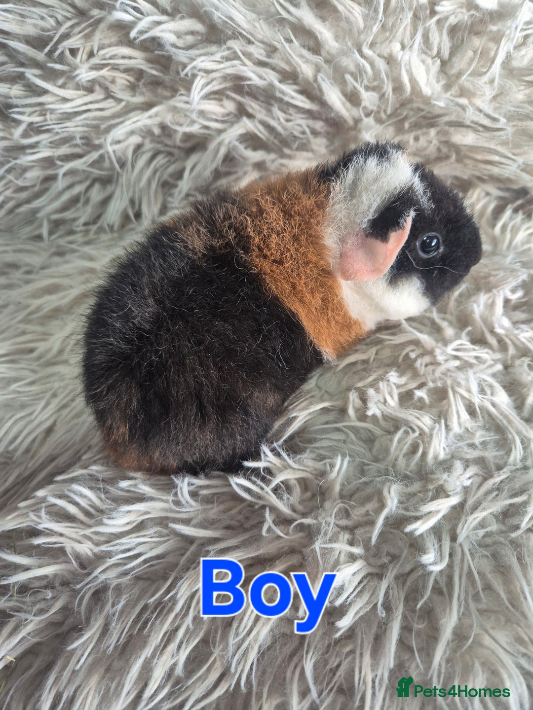 Guinea Pig rodents for sale: 3 male and 1 female baby guinea pigs  - Image 9