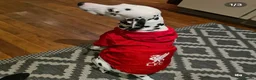 Dalmatian dogs for sale: Blue is looking for his second home *please read* in Lancaster - Advert 20