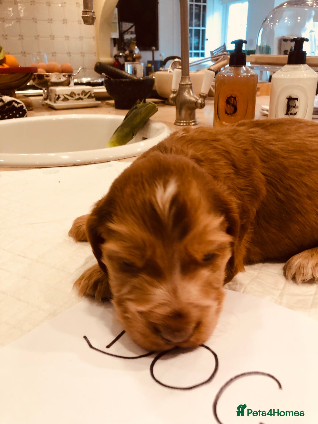 Cocker Spaniel dogs for sale: GORGEOUS COCKER SPANIEL PUPPIES - Advert 8