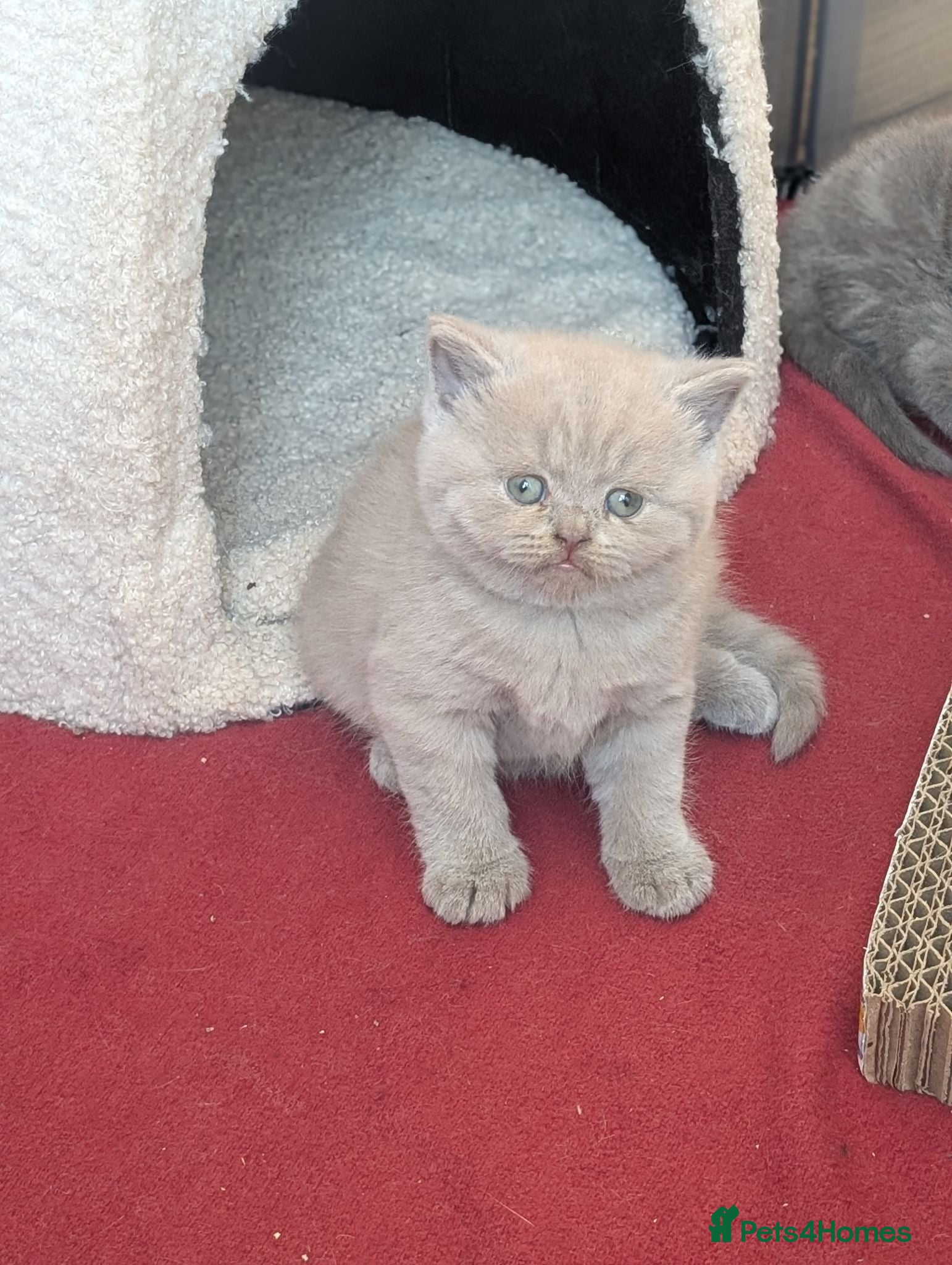 British Shorthair cats GCCF British Shorthair kittens  - Advert 1