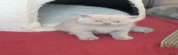 British Shorthair cats for sale: GCCF British Shorthair kittens  - Advert 12