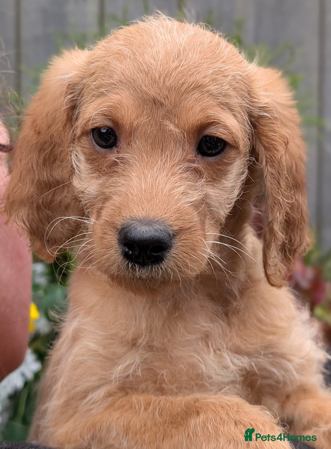 Australian Labradoodle dogs for sale: Ready Now !  Miniature Australian Labradoodles - Image 15