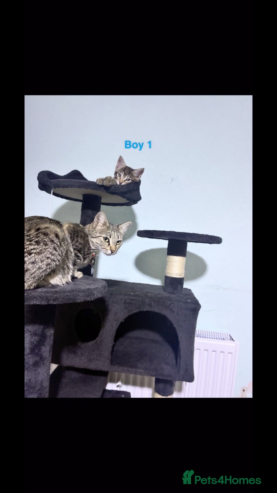 Savannah cats Gorgeous savannah kittens 2 boys left - Advert 19