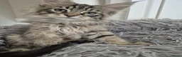 Maine Coon cats for sale: 2 Beautiful Maine Coon Kittens Ready Now  - Advert 9