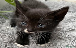 Mixed Breed cats for sale: Beautiful Mixed Breed kittens (plz see description - Image 16