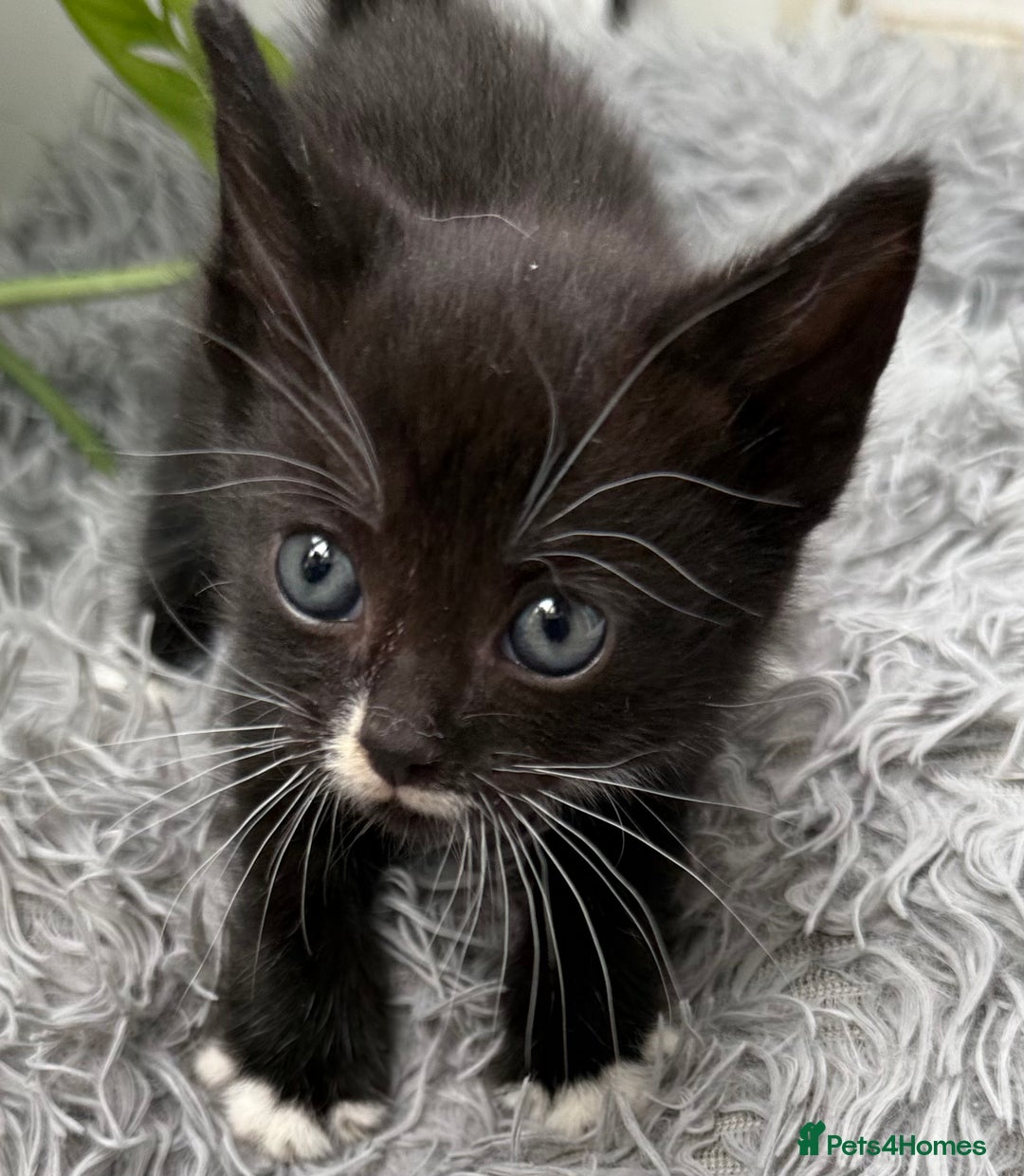 Mixed Breed cats for sale: Beautiful Mixed Breed kittens (plz see description - Image 16