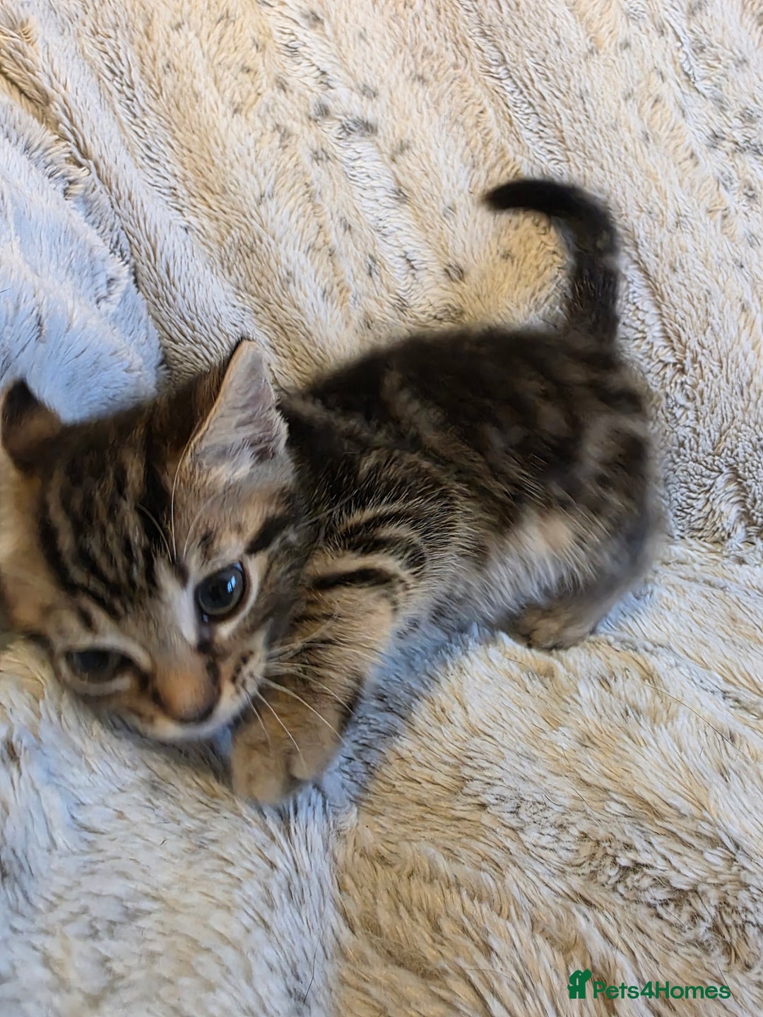 Mixed Breed cats for sale: 2 Male Stripy Kitten's - Advert 25