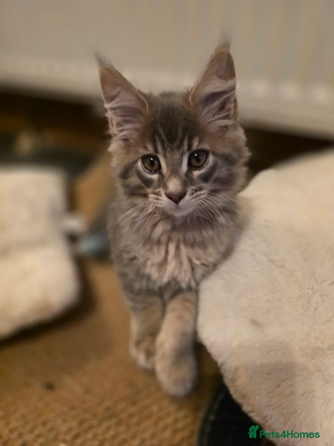 Maine Coon cats for sale: Beautiful Maine Coon Kittens 3 boys/ 2 girl  - Advert 26