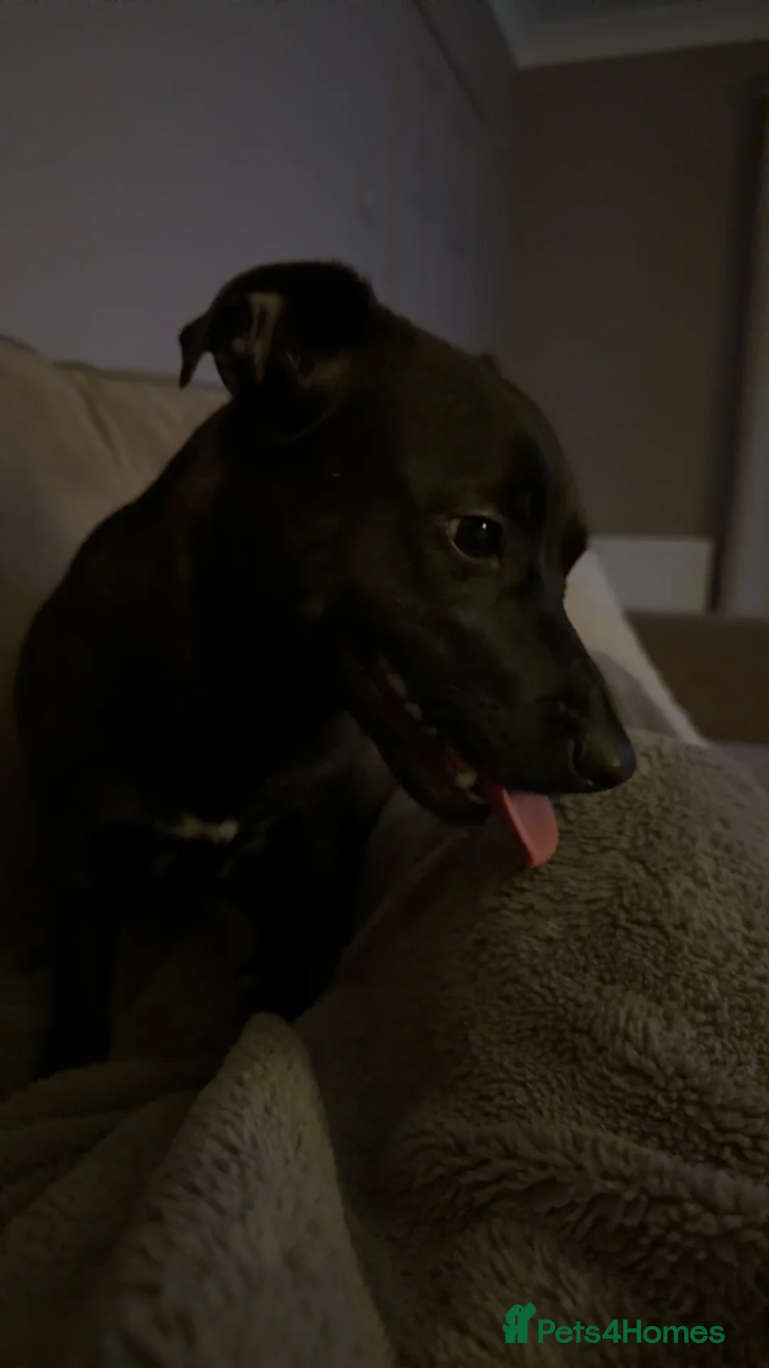 Patterjack dogs for sale: Patterjack  in Castleford - Advert 3