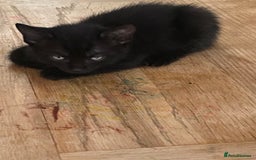 Mixed Breed cats for sale: Playful kittens looking for their forever home  - Image 3
