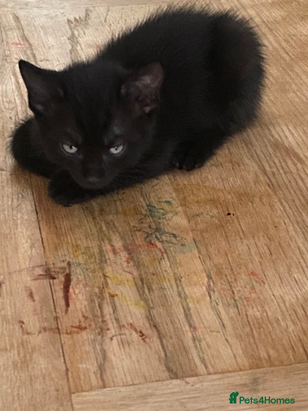 Mixed Breed cats for sale: Playful kittens looking for their forever home  - Image 3