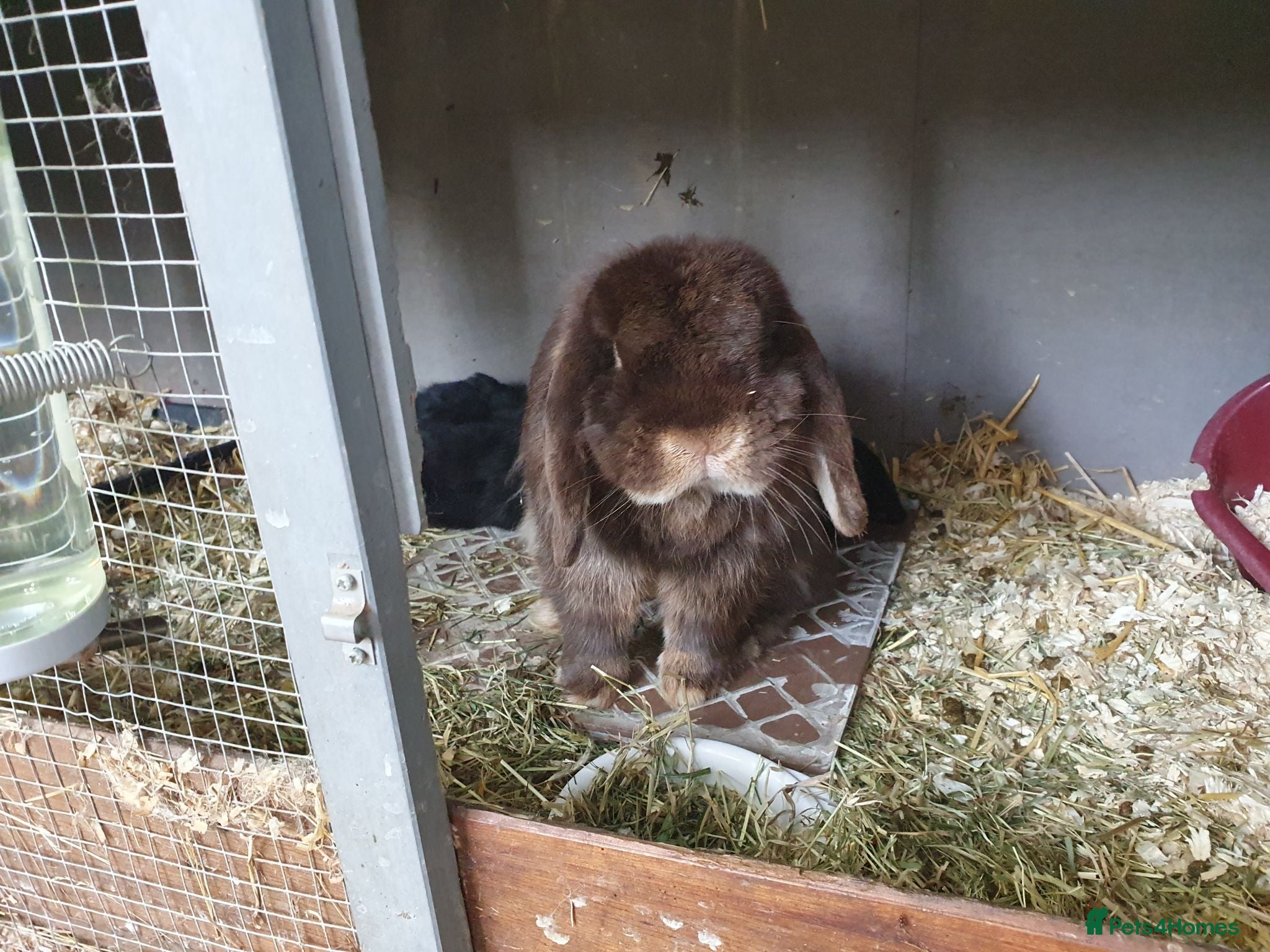 Mini Lop rabbits Spayed/neutered rabbits for adoption, vac Rhd2 - Advert 1