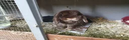 Mini Lop rabbits for sale: Spayed/neutered rabbits for adoption, vac Rhd2 - Advert 1