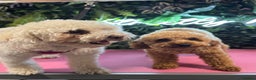Toy Poodle dogs for stud: Toy Poodle KC - Stud and  fully health tested  - Advert 15