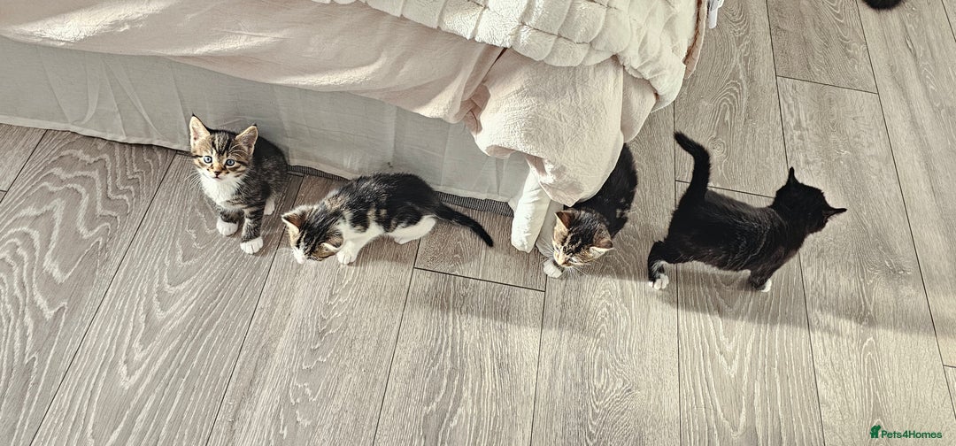 Mixed Breed cats for sale: Beautiful friendly kitties 💖 ready for homes 💕 - Image 5