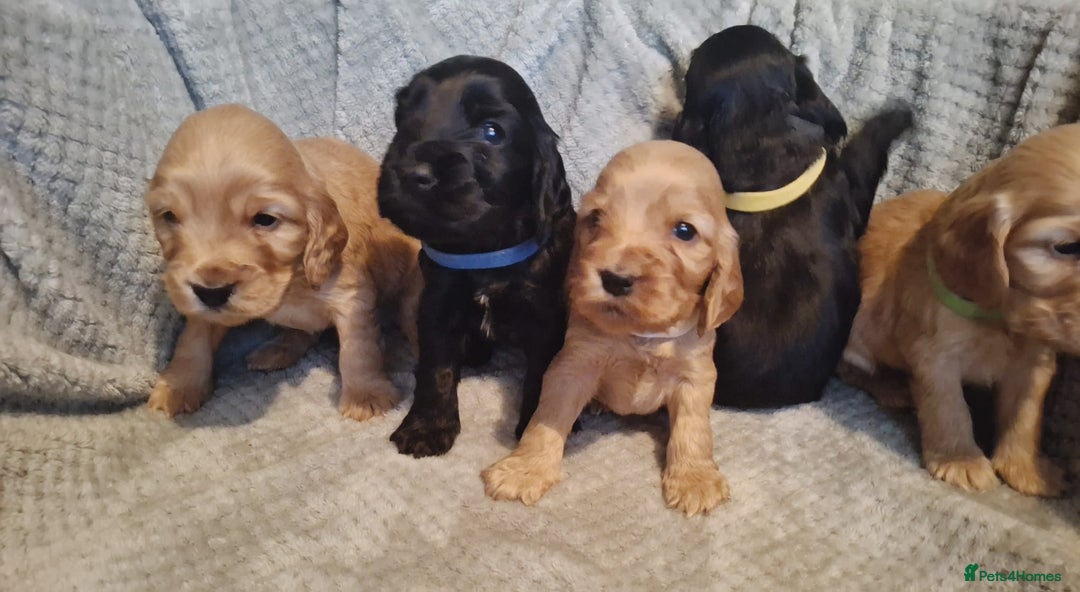 Cocker Spaniel dogs for sale: Stunning KC registered show cocker puppies - Advert 1